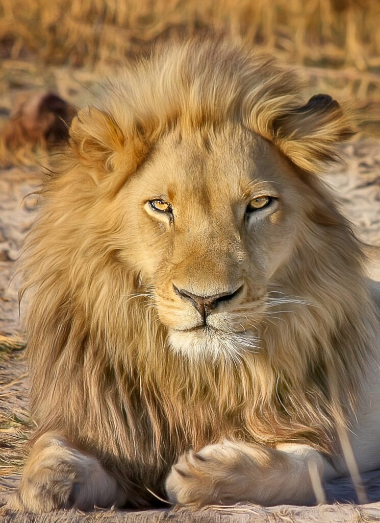 lion, safari, africa-2923947.jpg